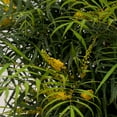 thumbnail image 6 of Southern Living Soft Caress Mahonia Live Shrub in 2.5-Quart Grower Pot, 6 of 9
