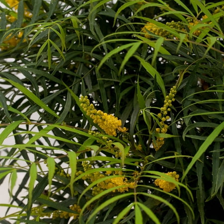 Soft Caress Mahonia | Live Evergreen Shrub - Southern Living Plant (Best Evergreen Shrubs For Front Yard)