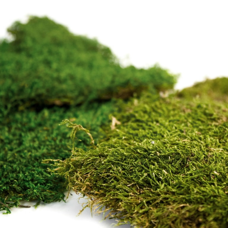 SuperMoss® Dried Sheet Moss