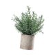 thumbnail image 4 of Plantas artificiales pequeñas en maceta, plantas de imitación en maceta, vegetación decorativa, simulación Hedychium diffusum, 4 of 9
