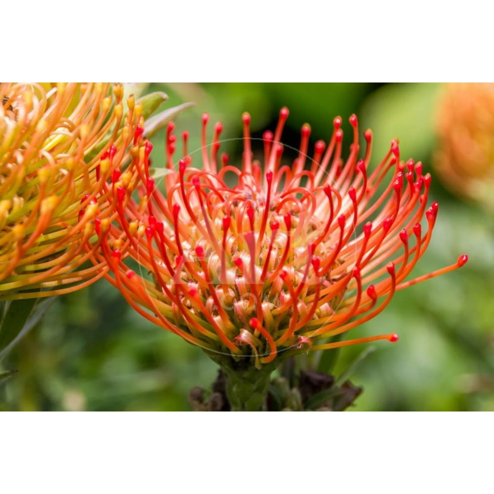 Red Protea, National Flower of South Africa Print Wall Art