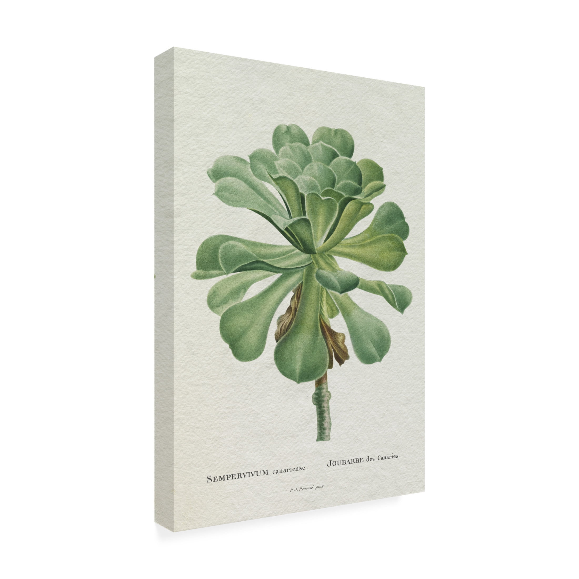 Trademark Fine Art Pierre Redoute  Redoute Succulent V Canvas Wall Art