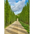 thumbnail image 2 of Eggers, Julie 15x18 Black Ornate Wood Framed with Double Matting Museum Art Print Titled - Italy-Tuscany Road lined with Italian cypress leading to a villa, 2 of 4