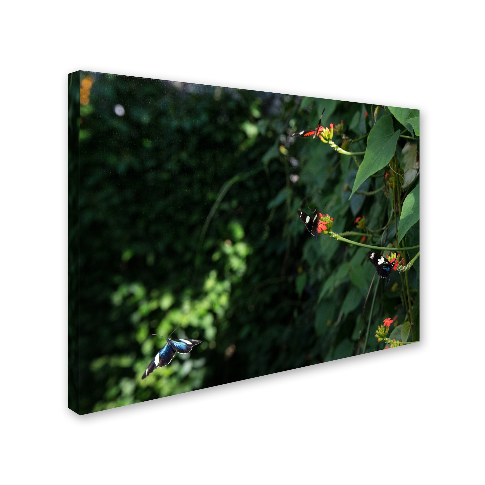 Trademark Fine Art "Butterflies" Canvas Art by Kurt Shaffer
