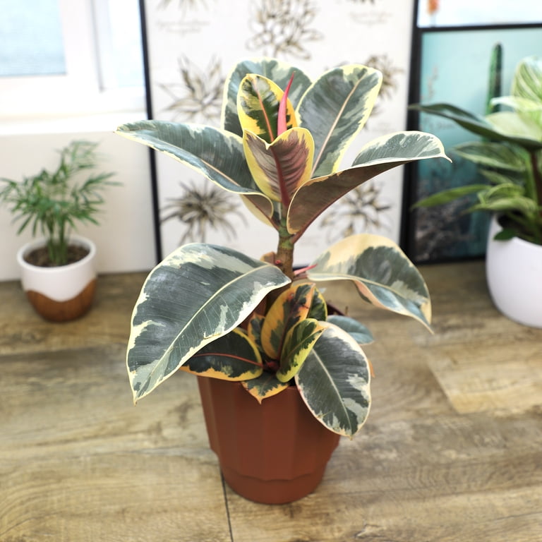 silver queen pothos Silver Splash Pothos, Scindapsus Pictus Exotica