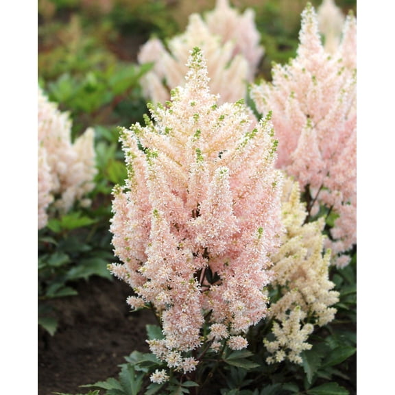 Younique Salmon Short Astilbe - 3 root divisions