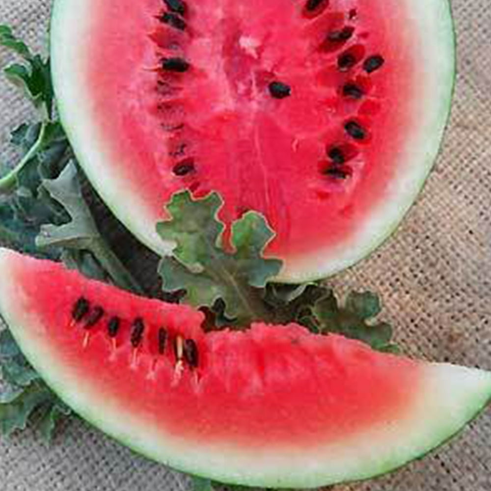Bush Sugar Baby Watermelon 2 g 16 Seeds NonGMO, Open