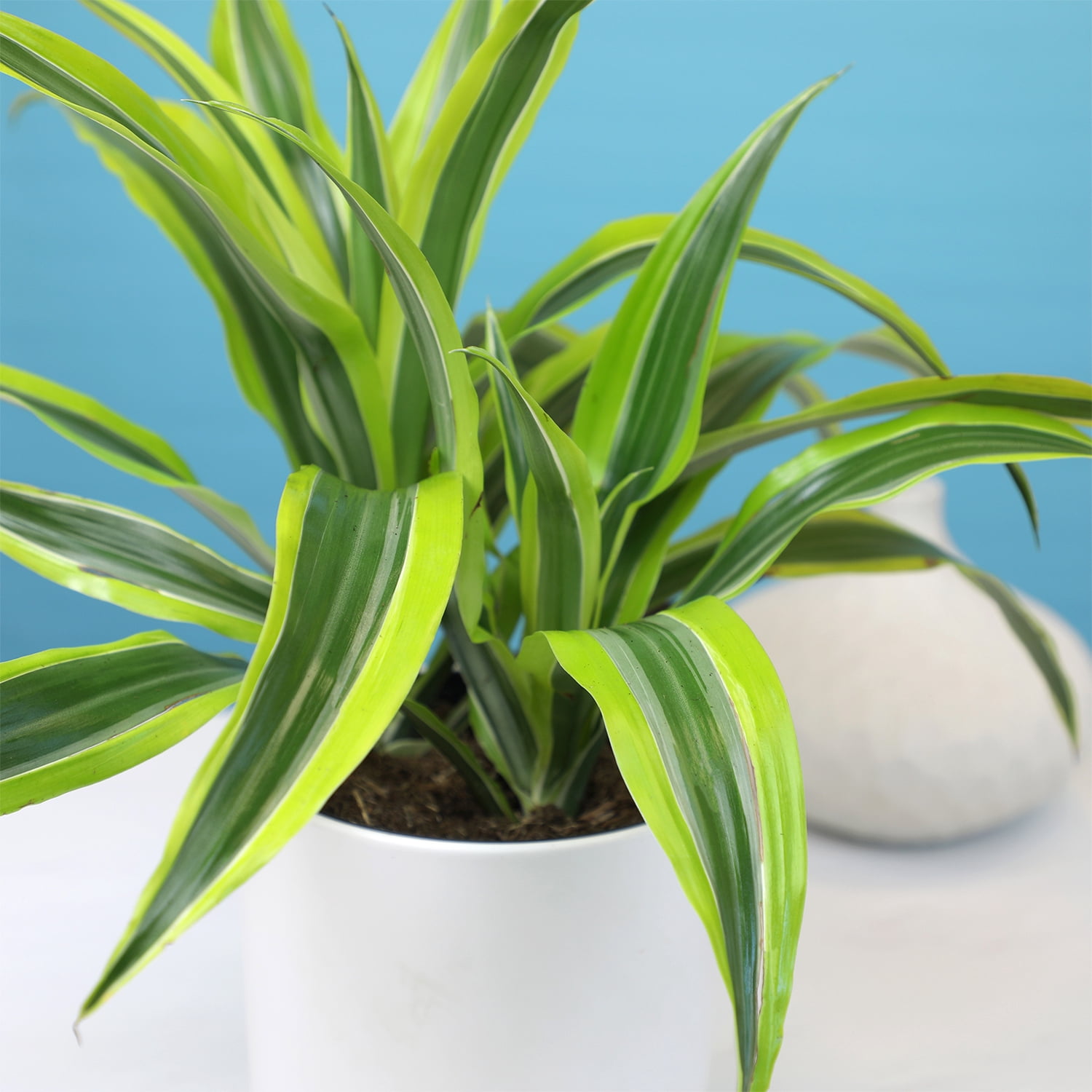 Expert Gardener Dracaena Dragon Tree, Easy Live Plant, 6 in Pot, Popular Houseplant, Full Sun