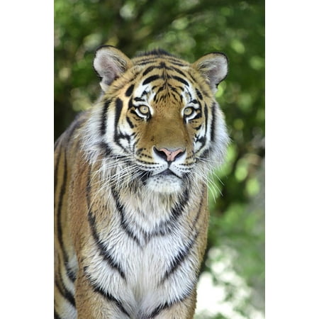 laminated poster cat close