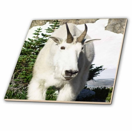 Goat Tile - 3dRose Mountain Goat, Oreamnos americanus, at Wing Lake. - Ceramic Tile, 8-inch