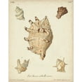thumbnail image 2 of Knorr 12x14 Gold Ornate Wood Framed with Double Matting Museum Art Print Titled - Antique Knorr Shells IV, 2 of 4