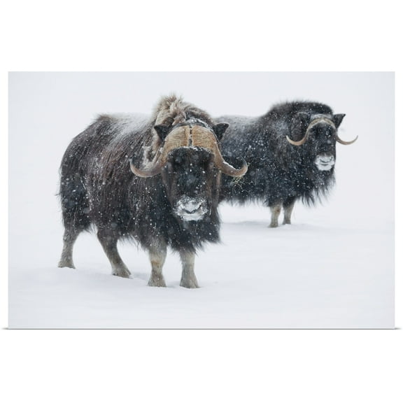 Great BIG Canvas | "A Pair Of Musk-Ox Bulls During A Fresh Snowfall, Portage, Southcentral Alaska" Art Print - 48x32