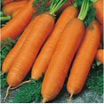 thumbnail image 3 of GSDWIUEW Carrot Red Giant Vegetable for Planting Heirloom, 3 of 8