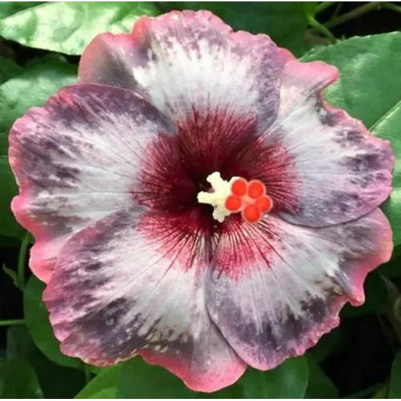 Hibiscus Cajun Color Live Plant  Tropical Flowering Shrub  Sparkly Water Starter Plant Hibiscus Hybrid for Garden or Patio  Exotic Flowers, Hibiscus Starter Plant