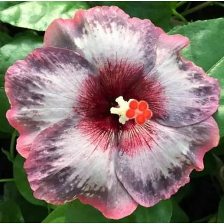 Hibiscus Cajun Color Live Plant Tropical Flowering Shrub Sparkly Water Starter Plant Hibiscus Hybrid for Garden or Patio Exotic Flowers, Hibiscus Starter Plant