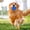 Blue, variant on Dog Oral Nub Squeaky Ring, Relief & Comfort for Teething Puppies, Floating Fetch Ring, Creates Slow Bowl for Fast Eaters, Round Rubber Ring Won’t Dent Floors, Puppy Essentials, TPR