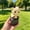 C, variant on Voice Activated Press Button Fidget Toys Monkey Donkey Cow Mechanical Stress Relief Desk Ornaments for Kids Adults,D