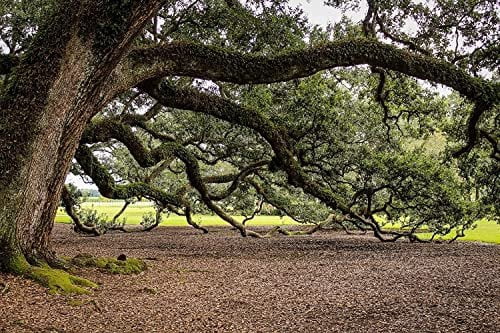 Southern Live Oak Tree  Quercus Virginiana  10 Live Plants  Durable Picturesque Shade Tree  Dark Green Foliage