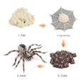 thumbnail image 3 of kusrkot Ensemble de Cycle de Vie de 8 Pcs pour Enfants Scorpion Insecte Modèle Jouet Figurines & Accessoires de Jeu Rouge, 3 of 9