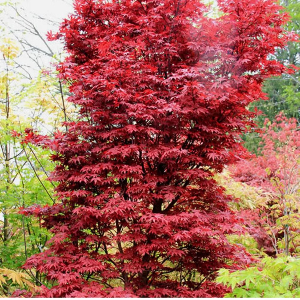 Expert Gardener 3-4 ft tall Twombly's Red Sentinel Japanese Maple Tree in 7 gal. Grower Pot