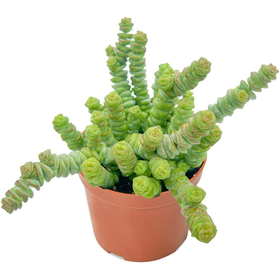 Live Succulent Plants Crassula 'Baby's Necklace' in 4"Planter Easy Care Houseplant