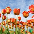 thumbnail image 4 of Tulip, Banja Luka, 4 of 10