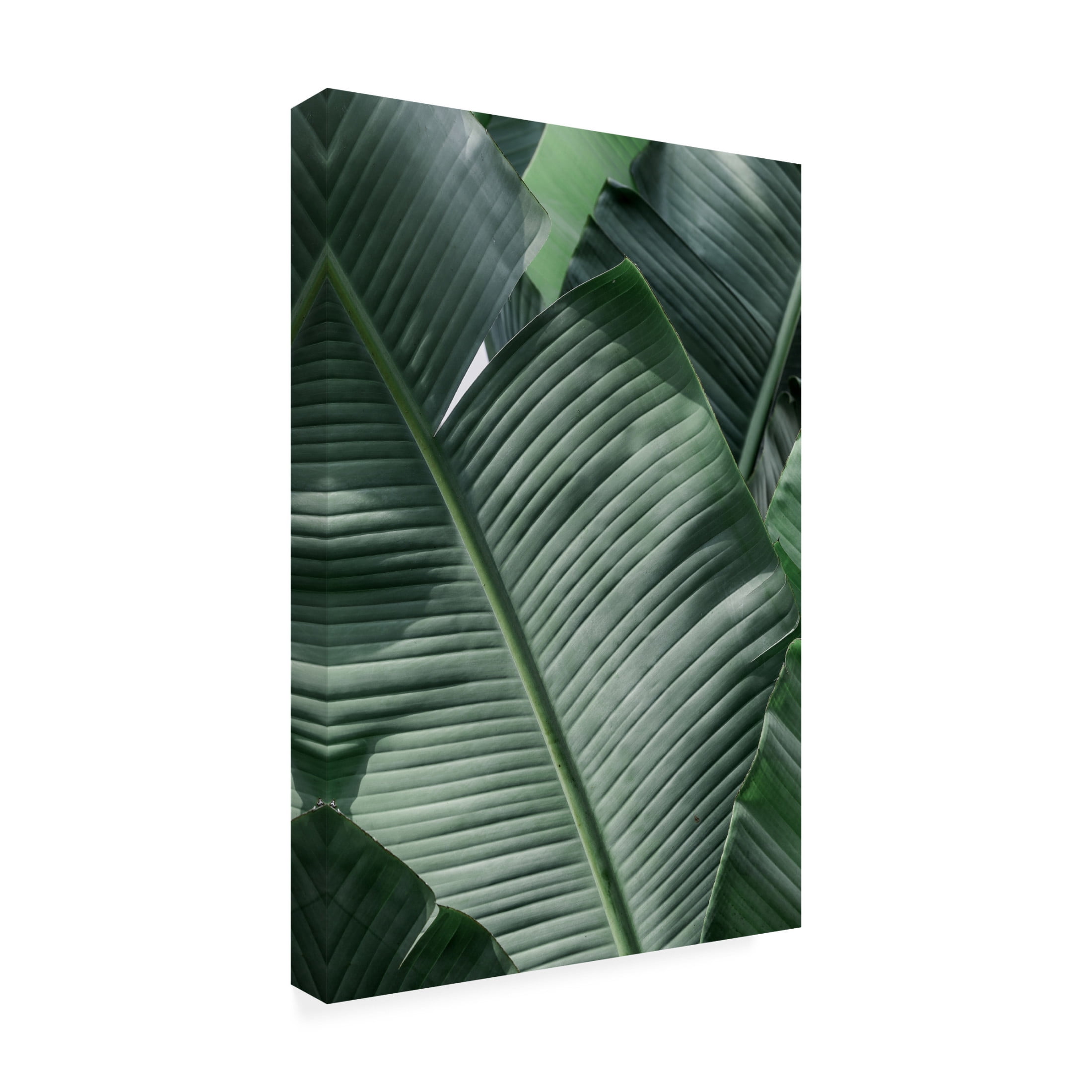 Trademark Fine Art Shot by Clint Natal Canvas Wall Art