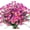 Fushia, variant on Artificial Daisies Flowers Outdoor UV Resistant 4 Bundles Fake Foliage Greenery Faux Plants Shrubs Plastic Bushes for Window Box Hanging Planter Farmhouse Indoor Outside Decor(White)