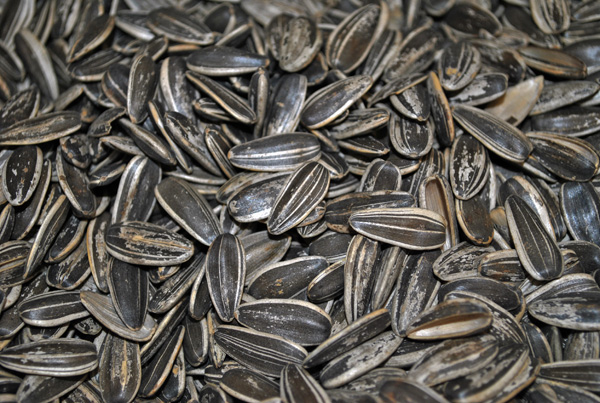 SweetGourmet Roasted InShell Sunflower Seeds Unsalted