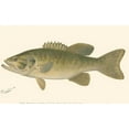 thumbnail image 2 of Denton 24x16 Gold Ornate Wood Framed with Double Matting Museum Art Print Titled - Small-mouthed Black Bass, 2 of 4