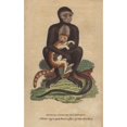 thumbnail image 2 of Middle-Sized Black Monkey Or Langur Cercopithecus Maurus Poster Print By ?? Florilegius Mary Evans, 2 of 4