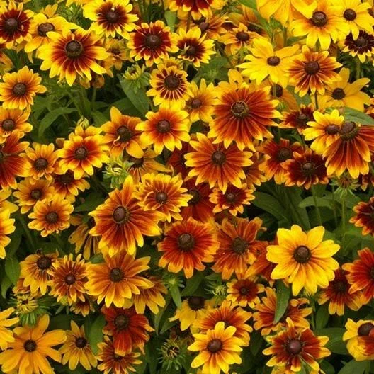 Black Eyed Susan Rustic Cosmos Orange Zinnia Scarlet Seed Bundle Sunset Garden Non-GMO