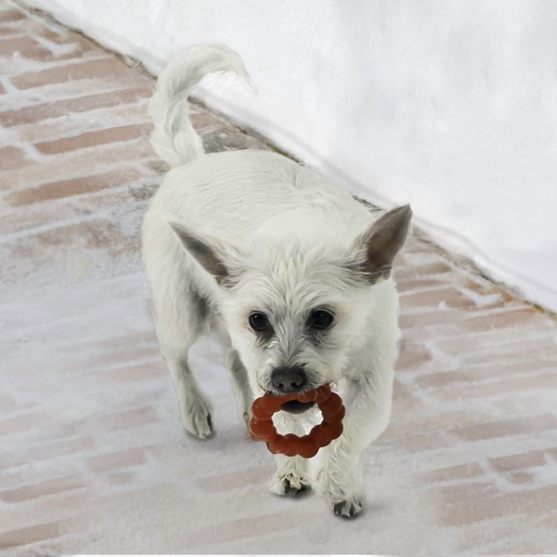 KONG® Ring Durable Dog Toy, Small/Medium, for Dogs Between 20-30 lbs