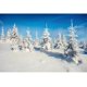 thumbnail image 3 of Fondos fotográficos con escena de nieve y árboles en el bosque invernal de Yeele para sesión fotográfica, decoración, fondos fotográficos para estudio fotográfico, 3 of 5