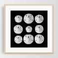 thumbnail image 2 of Sand Dollars - Photography Marine Life Beach Coastal Ocean Nautical Minimalist Aquatic Unframed Wall Art Print 6 x 6 inches, 2 of 9
