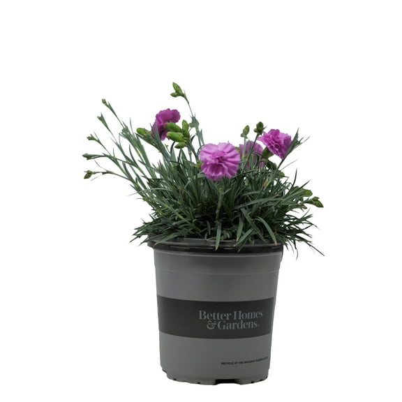 Better Homes and Gardens Outdoor Live Plant Dianthus Carnation Scent First Pink 2.5QT, Full Sun
