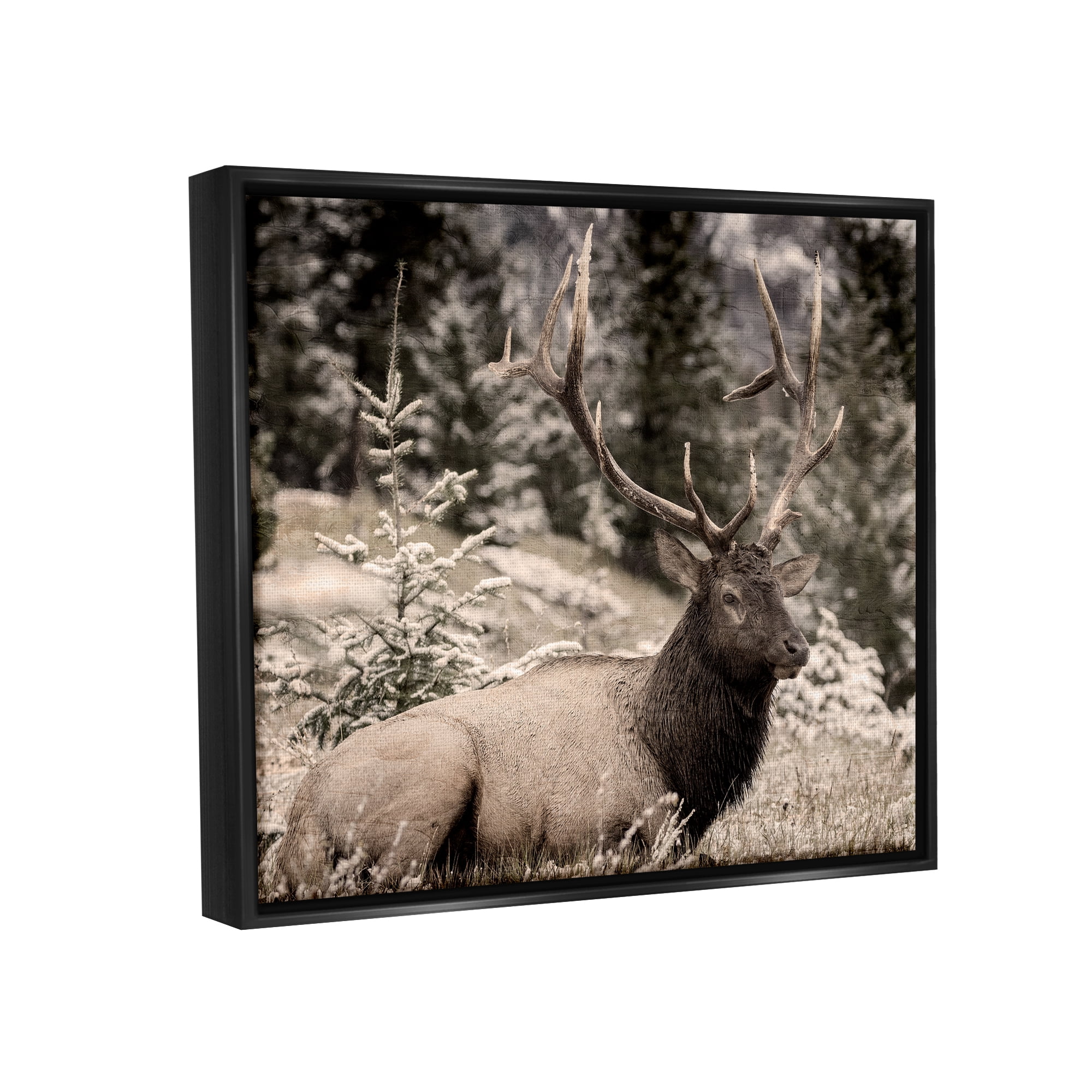 Stupell Industries Elk in Nature Photography Animals & Insects Photography Black Floater Framed Canvas Art Print Wall Art, 31 x 25