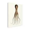 thumbnail image 2 of Unknown 'Antique Octopus Collection III' Canvas Art, 2 of 4