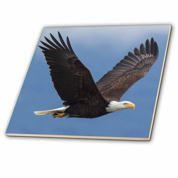 3dRose, Bald Eagle, 4 Inch Ceramic Tile
