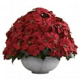 thumbnail image 1 of Giant Poinsettia Arrangement With Decorative Planter, 1 of 1