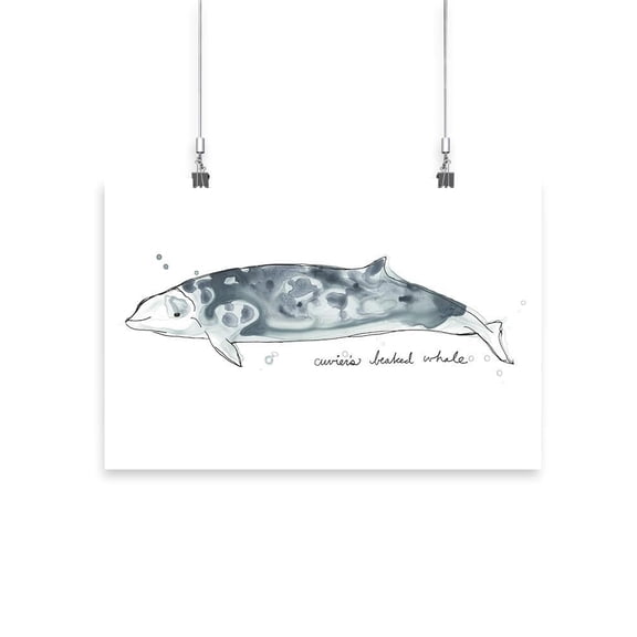 Cetacea Cuviers Beaked. Whale Poster - June Erica Vess Designs,