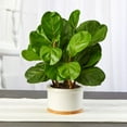 Nearly Natural 15in. Fiddle Leaf Artificial Tree in White Planter