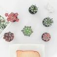thumbnail image 5 of Mini Fake Succulent Plants Artificial Plastic Succulents Potted Faux Assorted Plants for Home Office Table Decoration, Set of 6 (White Plastic Pots), 5 of 5