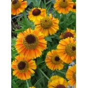 2.5qt Helenium