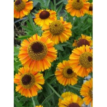 2.5qt Helenium
