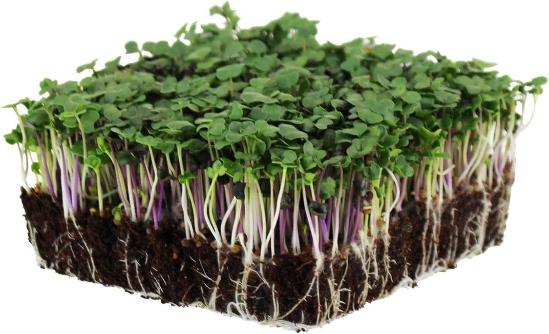 Organic Spicy Salad Mix Microgreens Seeds: 1 Lb - Non-GMO Micro Greens Seed Blend: Broccoli, Kale, Mustard, Cabbage, Arugula, Mustard, More 1 Lb Pouch