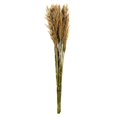 thumbnail image 1 of Vickerman H1PLR000 36-40 in. Ivory Plume Reed - 7-8 oz Bundle, 1 of 1