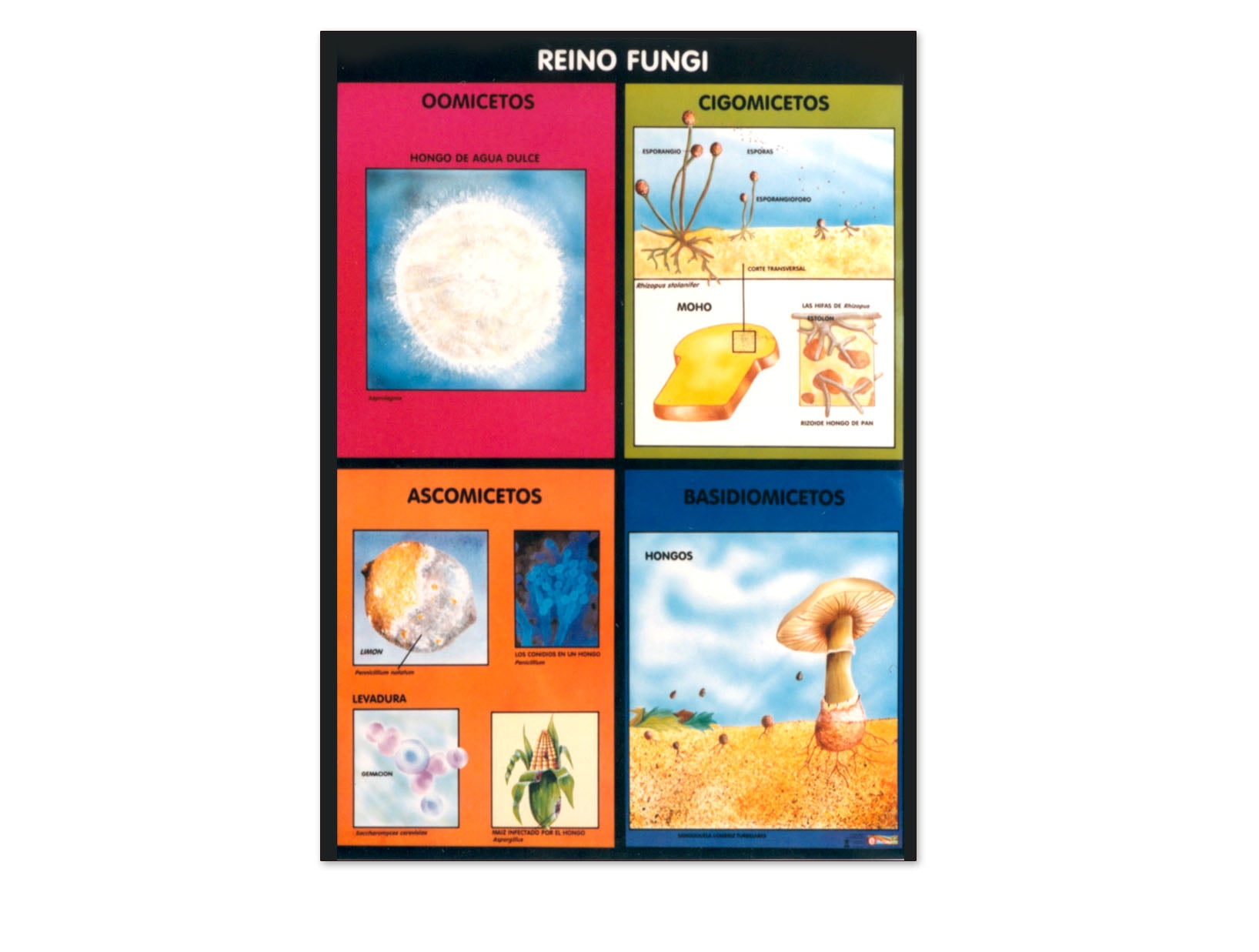 Póster Reino Monera Educatodo B-0150-I | Walmart en línea