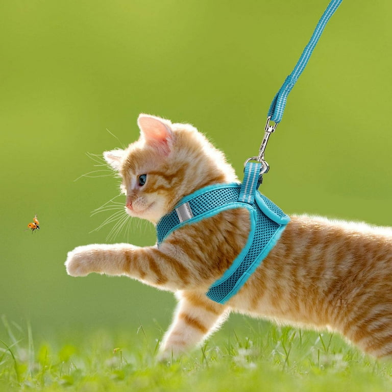 Cat walking deals jacket