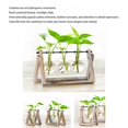 thumbnail image 4 of Planta Hidropónica Florero Transparente Marco De Madera Mesa Decorativa Vidrio Transparente Contenedor De Flores Bonsai Planta Decoración Florero Advancent HA039933-02, 4 of 6